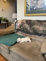AKC Bella, a female West Highland White Terrier for sale in Killen, AL – 2 of 7
