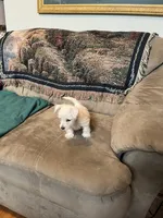 AKC Bella, a female West Highland White Terrier for sale in Killen, AL – 7 of 7