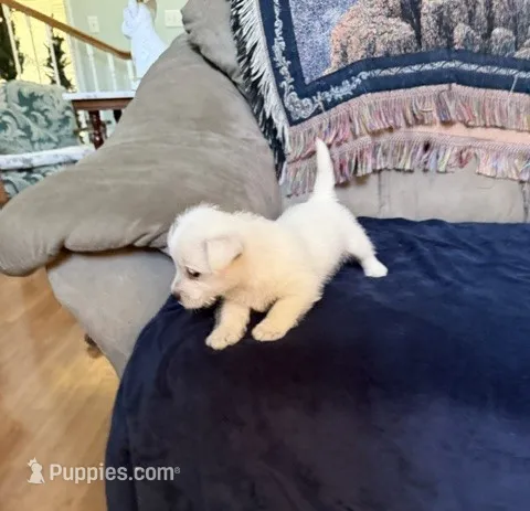 AKC Charlie – West Highland White Terrier puppy for sale in Killen, AL
