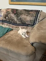 AKC Bella, a female West Highland White Terrier for sale in Killen, AL – 6 of 7