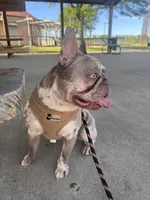 Princess , a female French Bulldog for sale in Crete, IL – 1 of 8