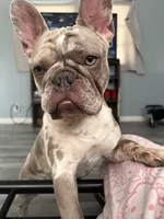 Princess , a female French Bulldog for sale in Crete, IL – 7 of 8