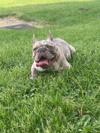 Princess , a female French Bulldog for sale in Crete, IL – 2 of 8
