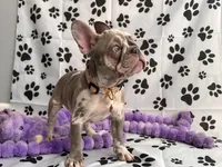 Princess , a female French Bulldog for sale in Crete, IL – 9 of 10