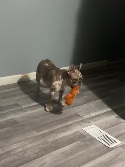 Princess , a female French Bulldog for sale in Crete, IL – 4 of 8