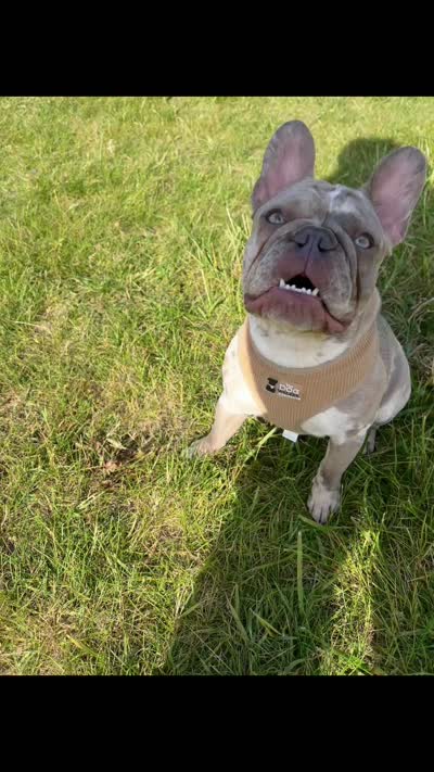 Princess , a female French Bulldog for sale in Crete, IL – 3 of 8