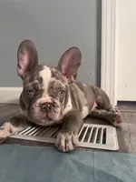 Prince, a male French Bulldog for sale in Chicago, IL – Photo 4 of 4