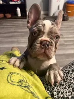 Prince, a male French Bulldog for sale in Chicago, IL – Photo 2 of 4