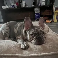 Lili, a female French Bulldog for sale in Chicago, IL – Photo 5 of 7