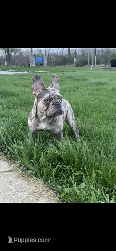 Lili – French Bulldog puppy for sale in Chicago, IL
