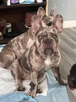 Lili, a female French Bulldog for sale in Chicago, IL – Photo 2 of 7