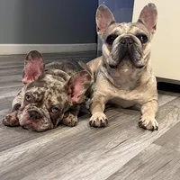 Lili, a female French Bulldog for sale in Chicago, IL – Photo 4 of 7