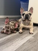 processed/30c86b4a-166c-4ff6-a8ba-640ec37bfb9d/listing/800076a5-6310-459e-a484-284ead300942/2cca42a2-6b72-4ec8-9435-26c61c320010