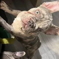 Lili, a female French Bulldog for sale in Chicago, IL – Photo 3 of 7