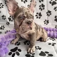 Lili, a female French Bulldog for sale in Chicago, IL – Photo 7 of 7