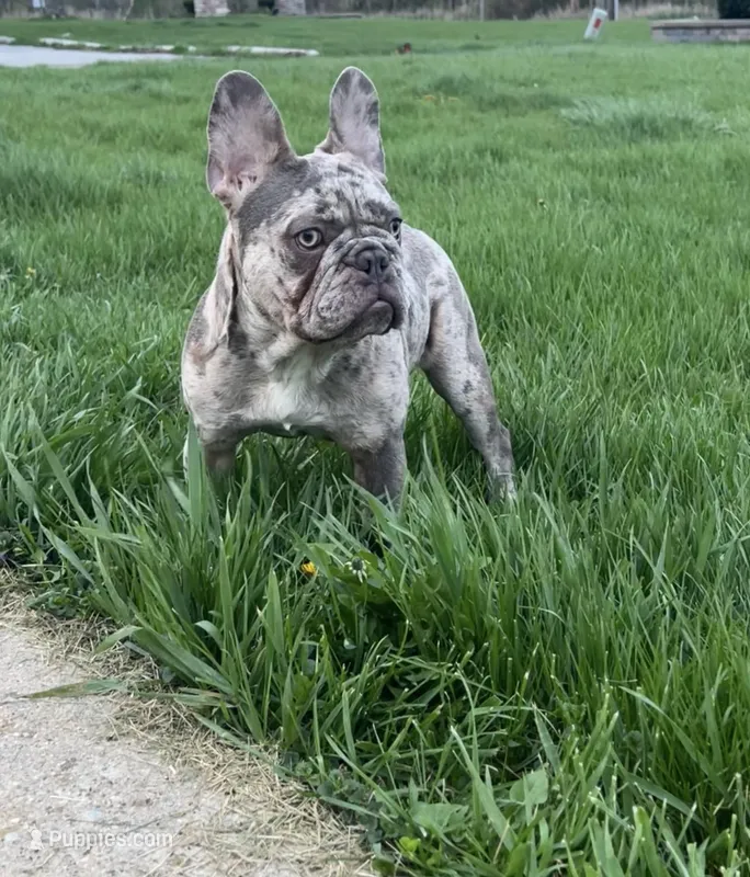 Lili – French Bulldog puppy for sale in Chicago, IL