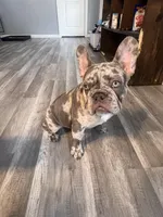 Lili, a female French Bulldog for sale in Chicago, IL – Photo 6 of 7