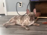 Princess , a female French Bulldog for sale in Crete, IL – 7 of 10