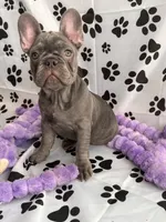 Chanel, a female French Bulldog for sale in Chicago, IL – Photo 2 of 3