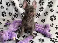 Chanel, a female French Bulldog for sale in Chicago, IL – Photo 3 of 3