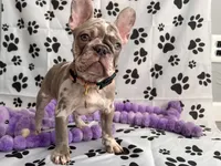 Princess , a female French Bulldog for sale in Crete, IL – 8 of 8