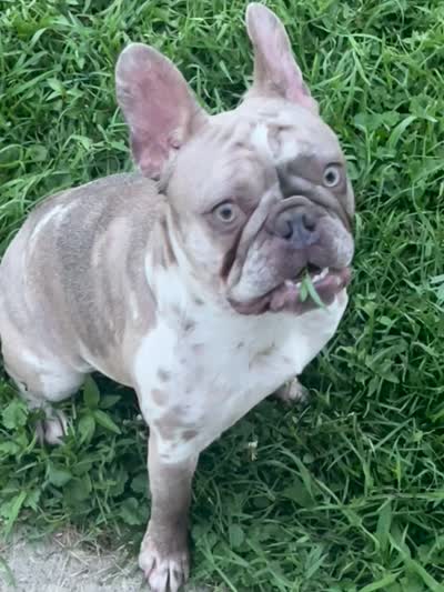 Princess , a female French Bulldog for sale in Crete, IL – 2 of 10