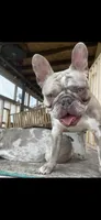 Princess , a female French Bulldog for sale in Crete, IL – 3 of 10
