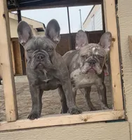 Princess, a female French Bulldog for sale in Chicago, IL – Photo 6 of 7