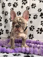 Princess, a female French Bulldog for sale in Chicago, IL – Photo 2 of 3