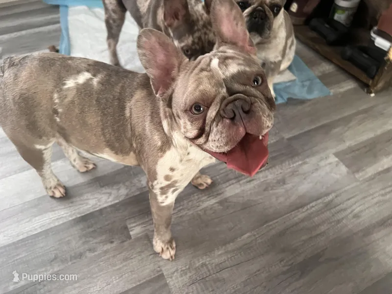 Princess – French Bulldog puppy for sale in Chicago, IL