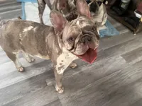 Princess, a female French Bulldog for sale in Chicago, IL – Photo 1 of 7