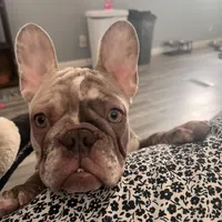 Princess, a female French Bulldog for sale in Chicago, IL – Photo 4 of 7