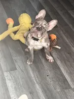 Princess, a female French Bulldog for sale in Chicago, IL – Photo 3 of 3