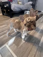 Princess, a female French Bulldog for sale in Chicago, IL – Photo 5 of 7