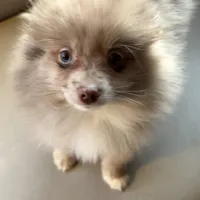 Freckles, a male Pomeranian for sale in Polk, OH – Photo 1 of 5