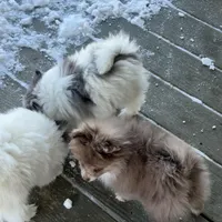 Freckles, a male Pomeranian for sale in Polk, OH – Photo 4 of 5