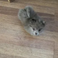 Freckles, a male Pomeranian for sale in Polk, OH – Photo 2 of 5