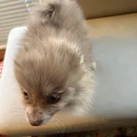 Freckles, a male Pomeranian for sale in Polk, OH – Photo 5 of 5