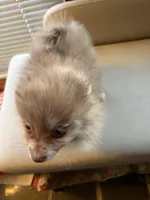 Freckles, a male Pomeranian for sale in Polk, OH – Photo 5 of 5