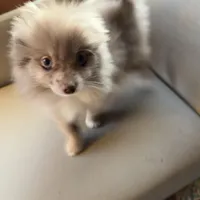 Freckles, a male Pomeranian for sale in Polk, OH – Photo 3 of 5