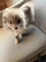 Freckles, a male Pomeranian for sale in Polk, OH – Photo 3 of 5