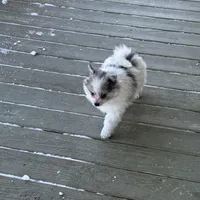 Stormcloud, a male Pomeranian for sale in Polk, OH – Photo 7 of 10