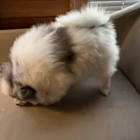 Stormcloud, a male Pomeranian for sale in Polk, OH – Photo 5 of 10