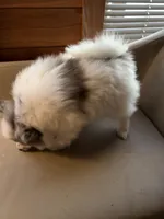 Stormcloud, a male Pomeranian for sale in Polk, OH – Photo 5 of 10