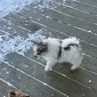 Stormcloud, a male Pomeranian for sale in Polk, OH – Photo 10 of 10