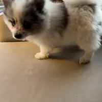 Stormcloud, a male Pomeranian for sale in Polk, OH – Photo 4 of 10