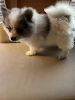 Stormcloud, a male Pomeranian for sale in Polk, OH – Photo 4 of 10