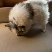 Stormcloud, a male Pomeranian for sale in Polk, OH – Photo 6 of 10