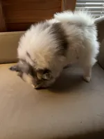 Stormcloud, a male Pomeranian for sale in Polk, OH – Photo 6 of 10