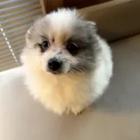 Stormcloud, a male Pomeranian for sale in Polk, OH – Photo 3 of 10